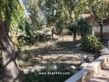 باغچه سرسبز
