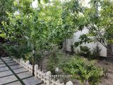 حیاط نمای درختان 