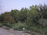 کوچه باغ سرسبز