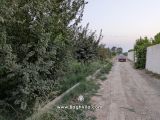کوچه باغ سرسبز