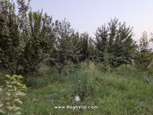 باغچه نقلی با قیمت ارزان اطراف هشتگرد قاسم آباد بزرگ