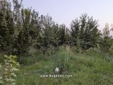 باغچه نقلی 