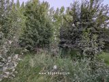 باغچه سرسبز