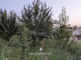 باغچه سرسبزبا درخت میوه
