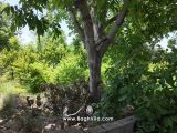 باغچه سرخاب