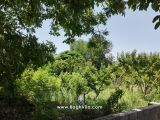 باغچه