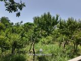 باغچه
