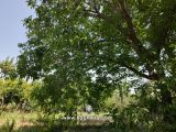 باغچه