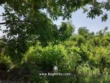 باغچه
