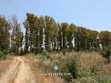 باغچه فرهودیه