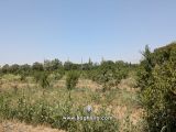 باغچه فرهودیه