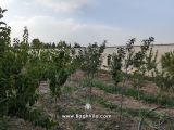 باغچه