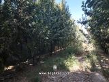 باغچه و درختان میوه